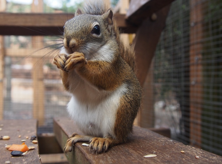 Mini-Zoo - Wiewiórkownia 