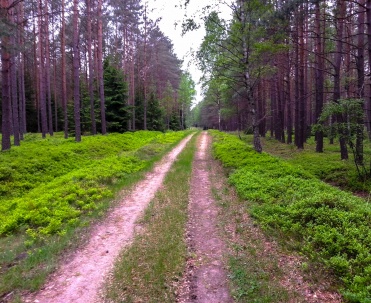 Leśna droga w okolicach Giżycka - Urokliwa, dzika leśna droga wśród zieleni i wysokich drzew w okolicach Giżycka, doskonała na spacer lub rowerową wycieczkę po Mazurach.